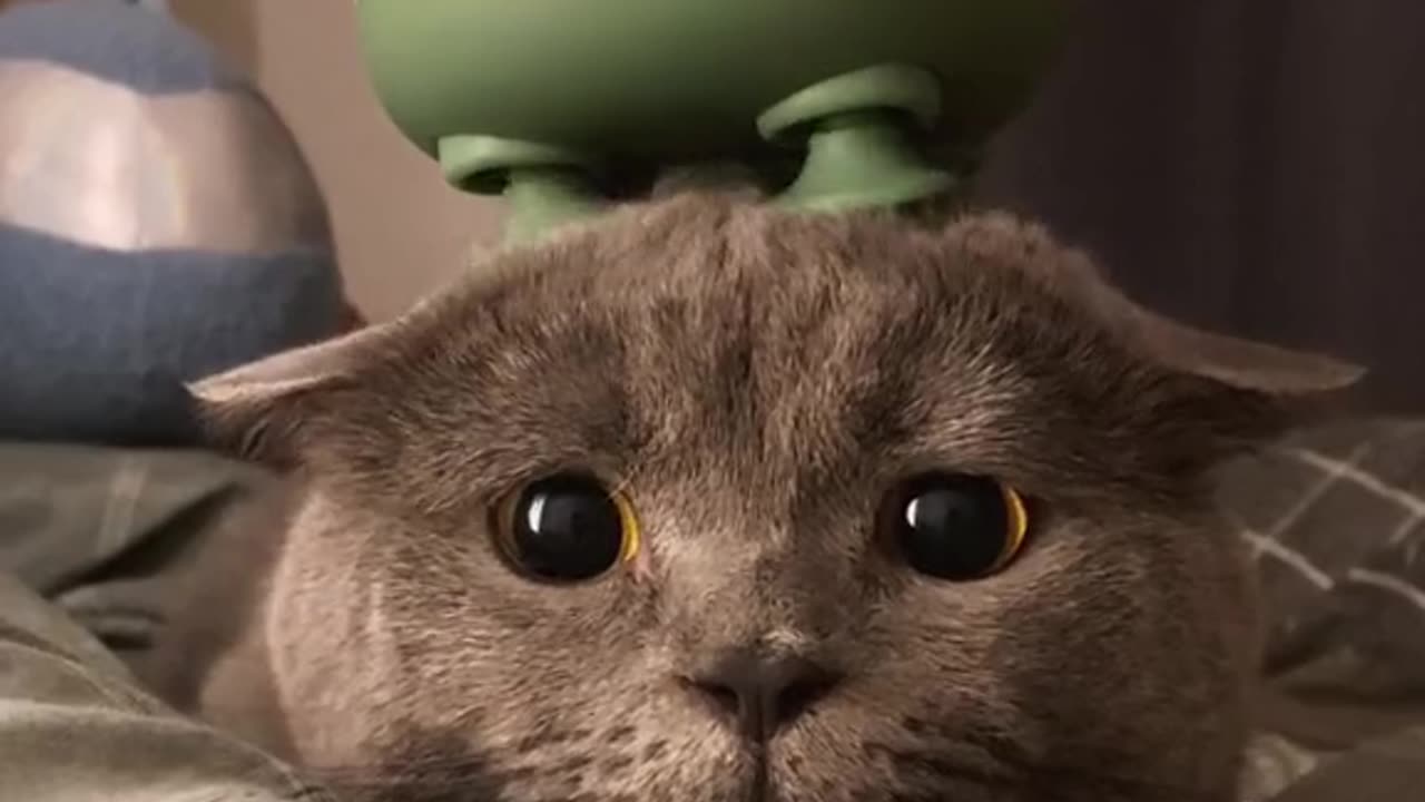 cut baby cat/Funny cat vedios