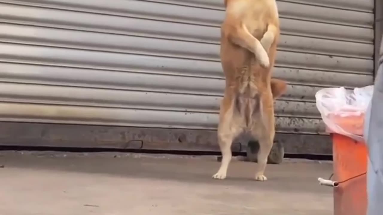 Dogs funny videos 🤣