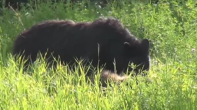 black bear in the woods ( bear activity )