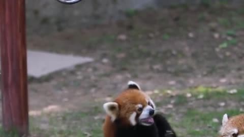 red pandas