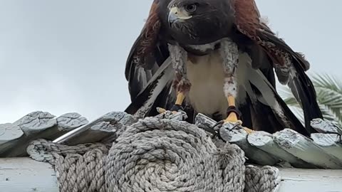 UAE falconry