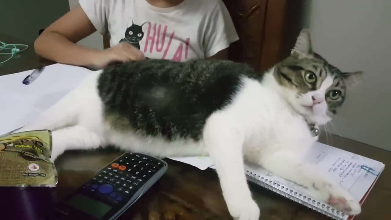 Cat - not allowed sister doing homework