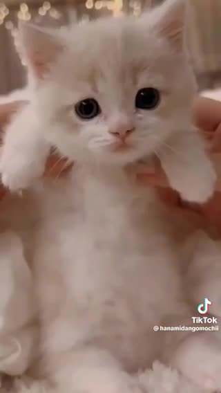 Cute kittens