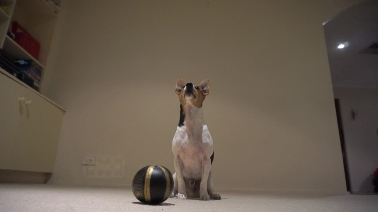 Talented Jack Russell Terrier playing basketball