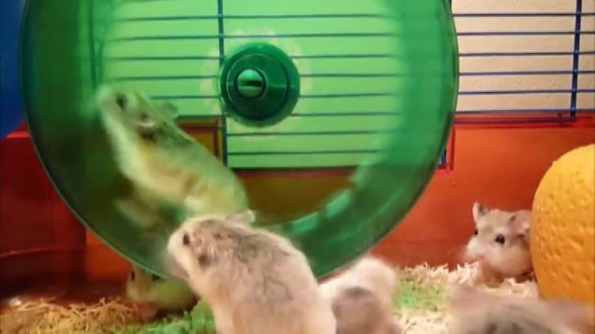 Roborovski Hamsters Chaos