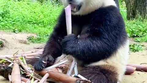 The lovely panda is eating