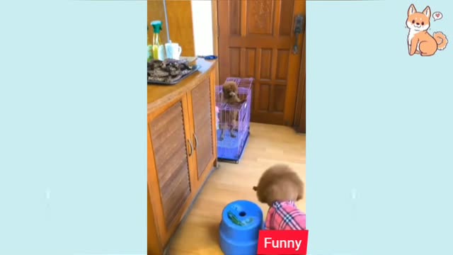 Funny dog video ||funny dog video compilation ||funny dog