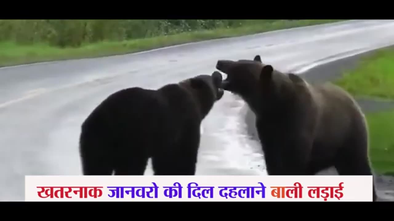 Dandeours Fight Of Wills Animals Discovery