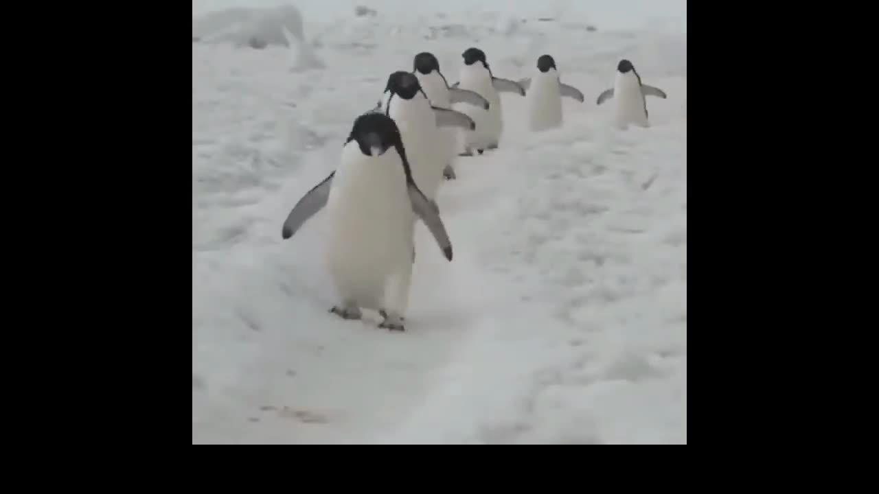 Funny Video Cube#2