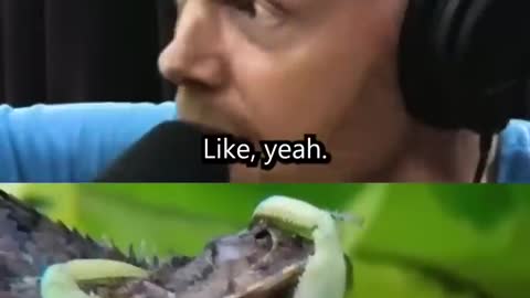 Joe Rogan loves Mantis