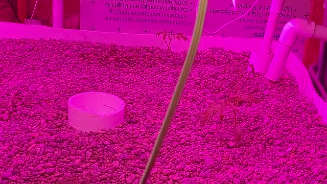 Aquaponics setup in the shed