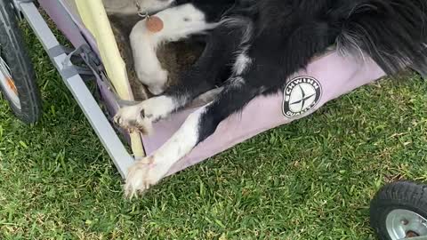 Phoenix the Border Collie Is Unstoppable