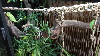 ADORABLE BABY Chameleons (3 months old) move to a screen cage