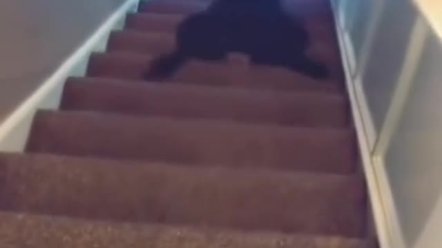 the funniest pets on the internet 😂😂😂