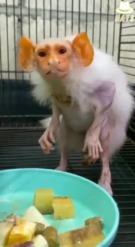 Genetic eugenics of animals is happening underground. It has to stop.