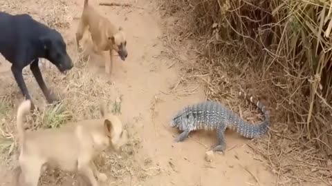 One lizard 🦎 seven Dogs 🐕 fight