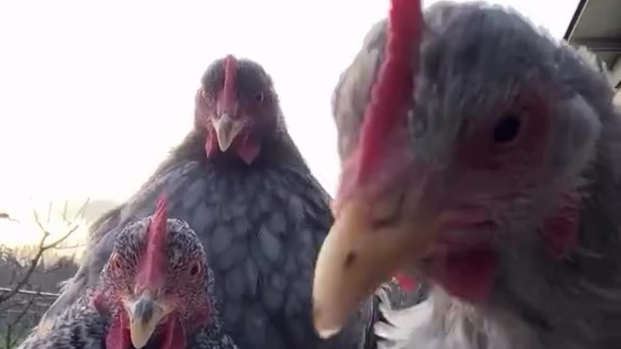 Funny pets