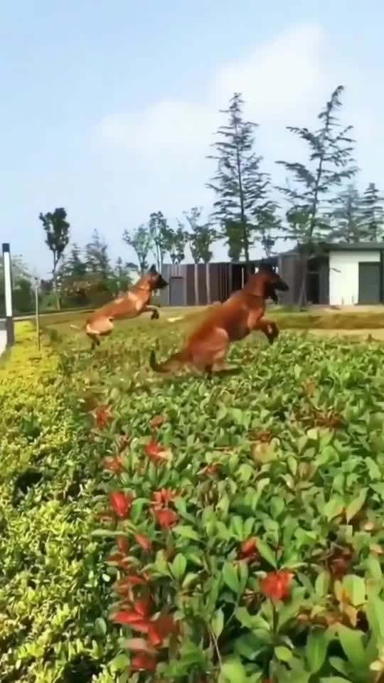 GERMAN CHALLENGE EACH OTHER TO WHO GOT THE BALL FIRST.mp4