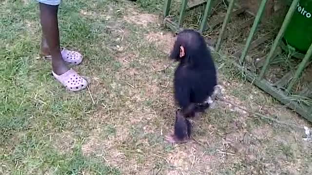 Monkey Cries When Wine Is Taken Away From Him / This Monkey Can Chug