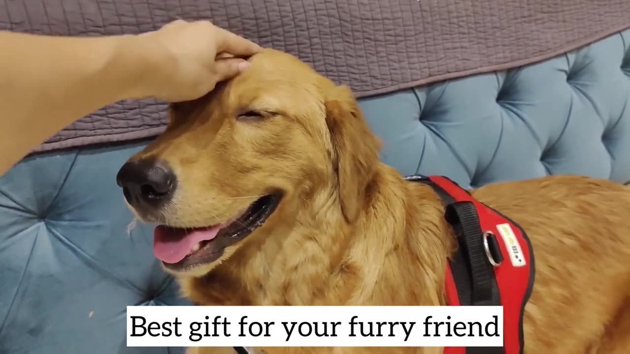Best gift for Dog
