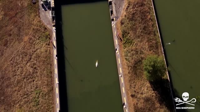 A beluga whale has strayed into France's Seine