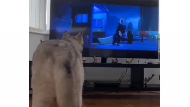 Husky is watching T.V and howls