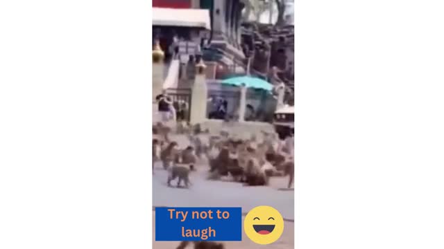 Funny animals video 🐶🐵