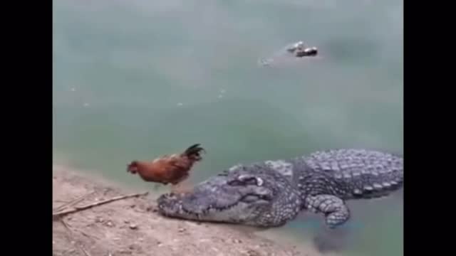 Chicken and crocodiles