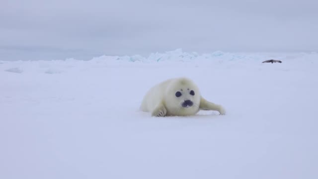 A baby seal comes close to me. she mistakes me for her mother and come to sniff me.