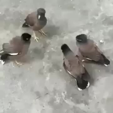 Oiseau oiseau 🐦🐦