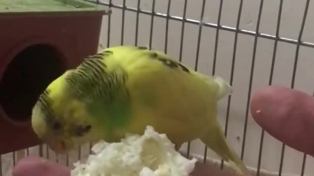 Lovebirds eat eggs from the hand of their owner and eat greedily and quickly