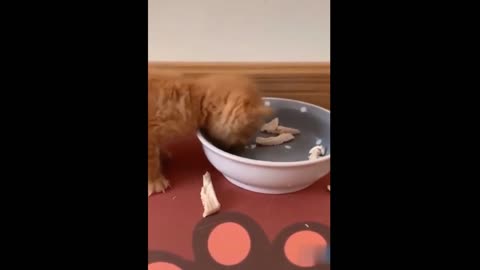 😻😻 Best funny cat videos 😹😹