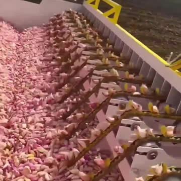 Modern Agricultural Technology Garlic Planting Machine Techshahin24