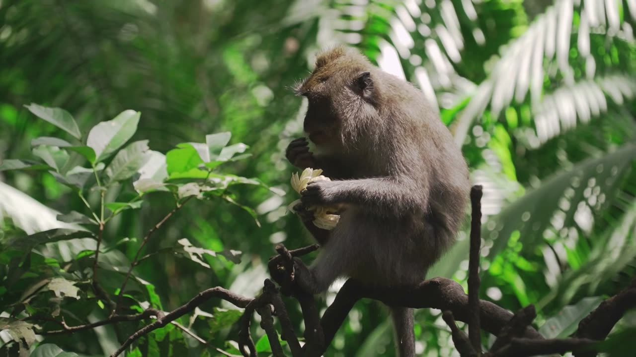 Wild Monkey Indulges in Delicious Jungle Fruit Feast