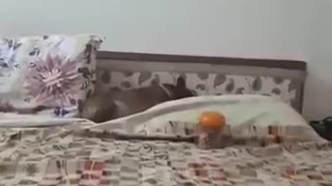 Parrot trying to impress lady, he call Mom