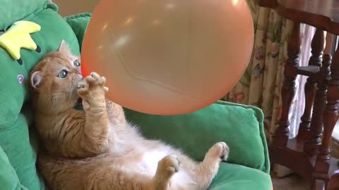 Funny cats