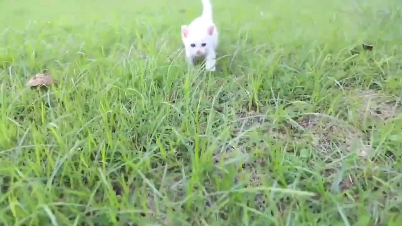 singapore cat