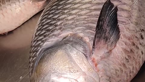 Live 15 kg Katla Fish Video In Fish Market#shorts