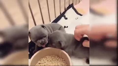 Baby Dogs - Cute and Funny Dog Videos