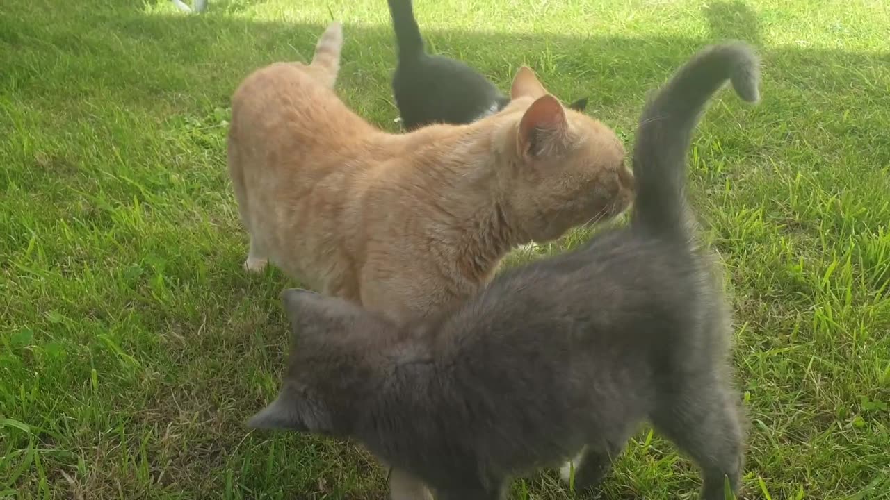 Baby cat playing and fight.....