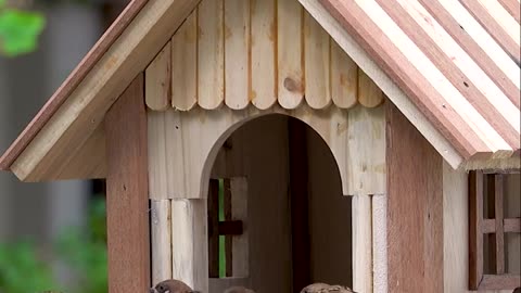 DlY making woodworking bird house and feeding