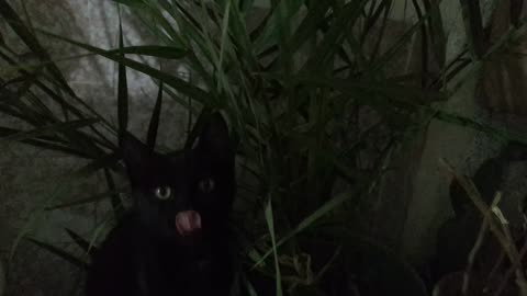 Star cat