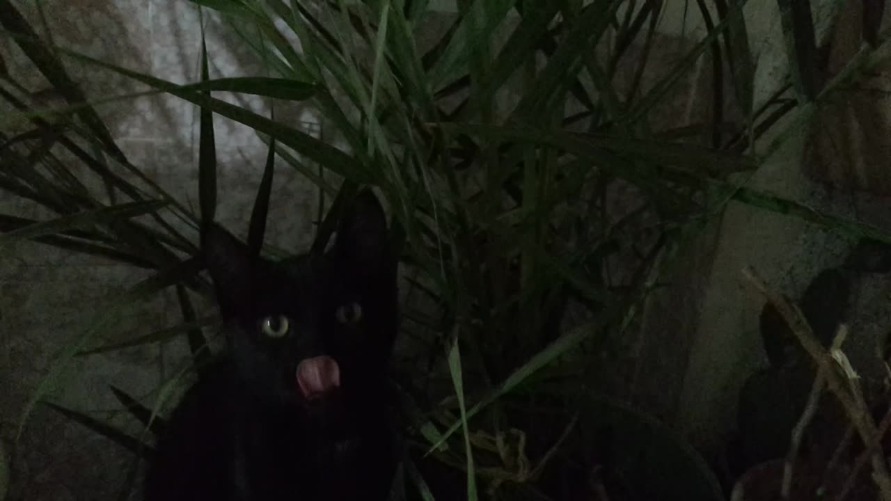 Star cat