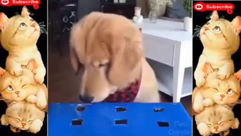 Funny Animals Cute Pets - Dogs- Funniest Cats and Dogs - pets - Cats Videos - funny dogs - funny cat