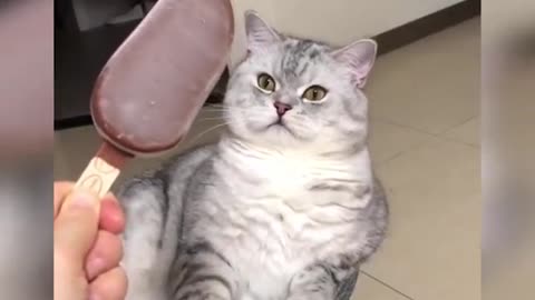 Cat Funny ###