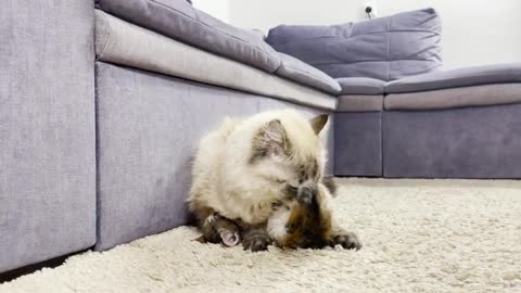 Funny Cat and Kitten Play for the First Time!