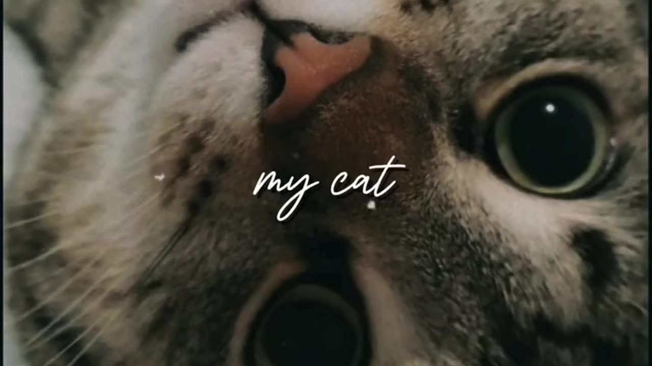 "Adorable Cats + Perfect Tunes = Pure Happiness! 😻🎶" #Cats #FunnyVideos #Viral #CuteCats #CatLovers