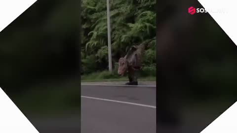 Katanya sudah punah, ini penampakan dinosaurus.