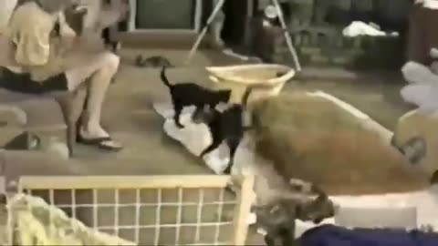 funny animal videos