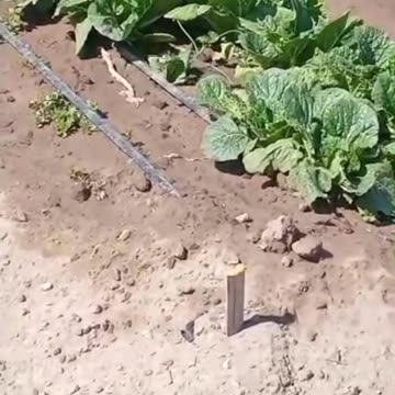 Could have swore I’ve seen this in a cartoon 😂